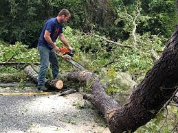 Best Tree Risk Assessment  in Moxee, WA